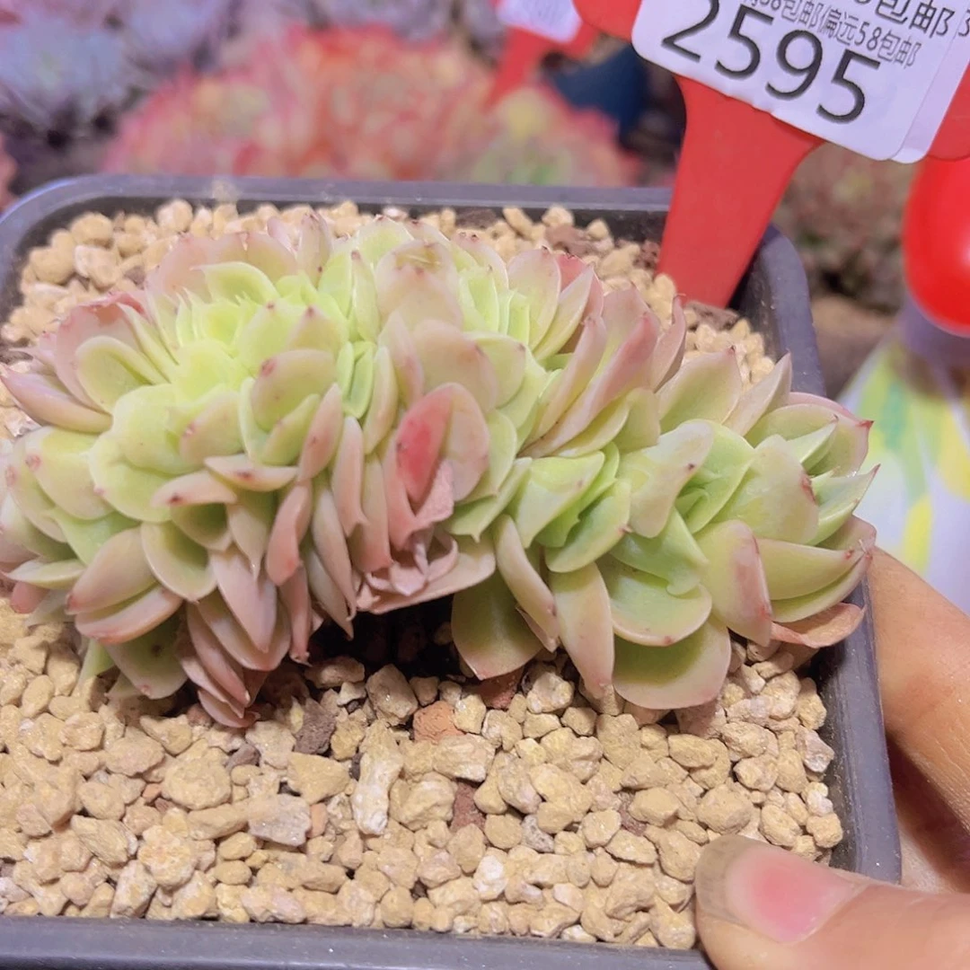 2595星娜塔缀多肉植物