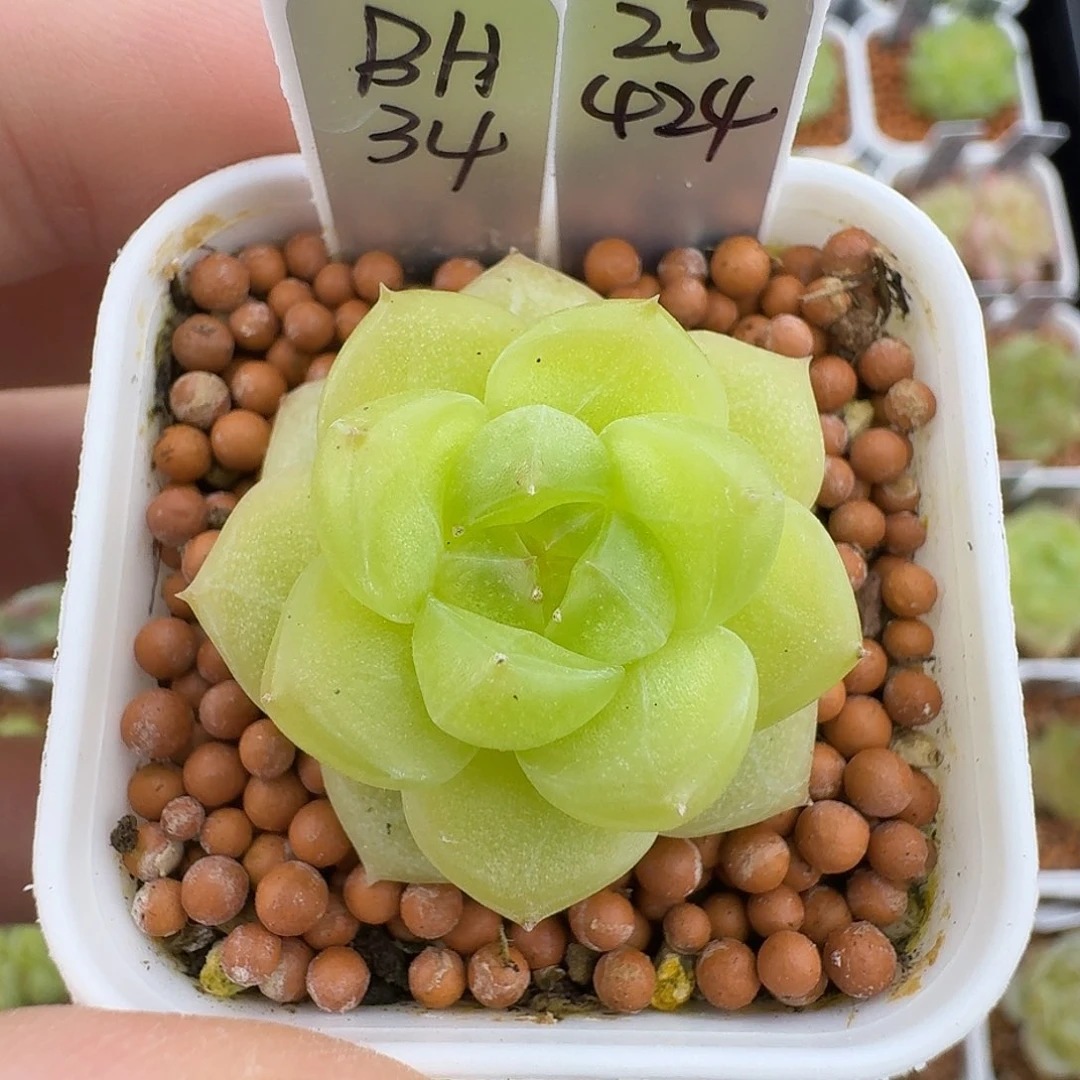 BH34冠幅3.2播种优选