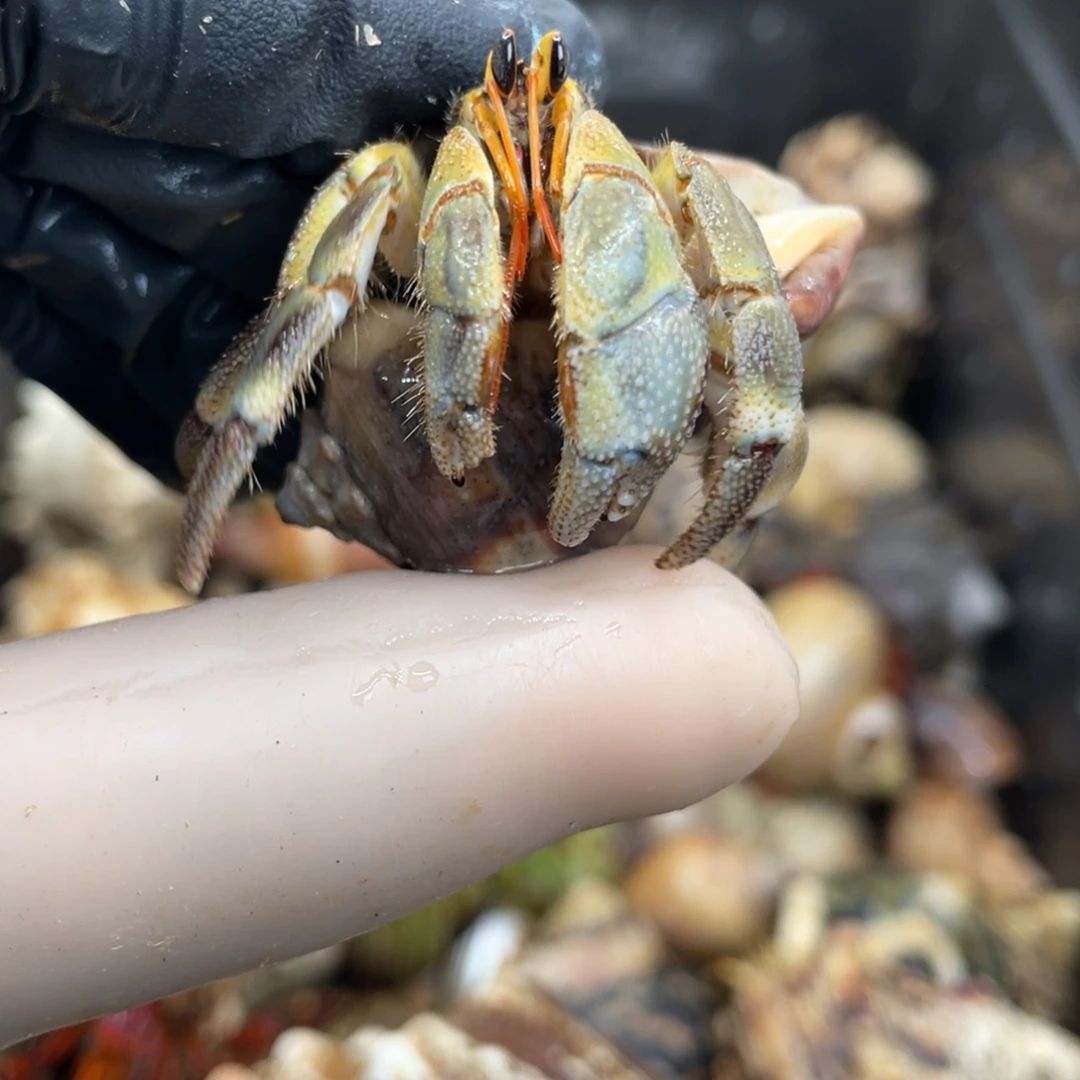 不退不换活体宠物89