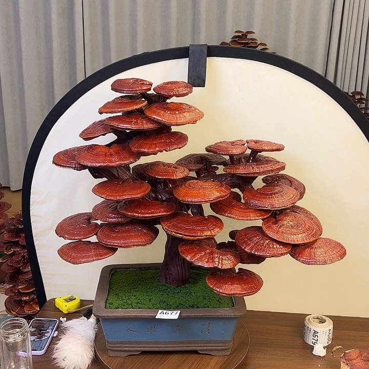 灵芝盆景88888888