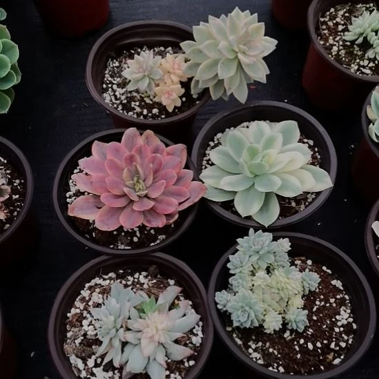 不同品种的景天锦5盆包邮（不包偏远地区）