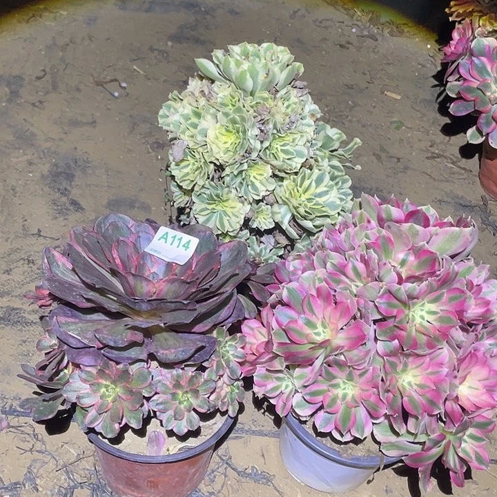 多肉植物断枝不包114法师3颗