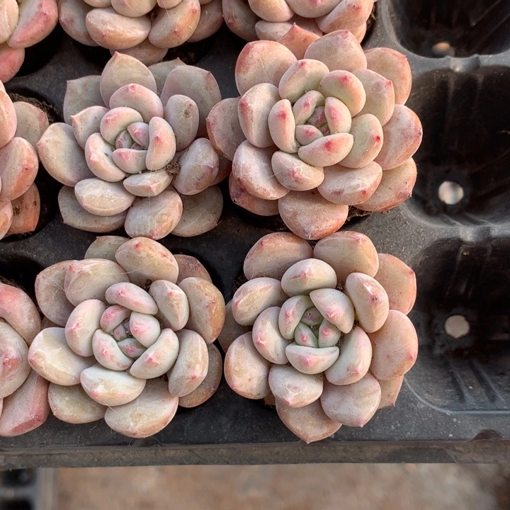 星影子7颗  （不满9.99发空盆冷地区不拍保温扣3.9多肉）