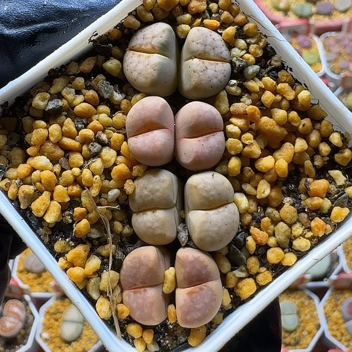 生石花11111222。  98