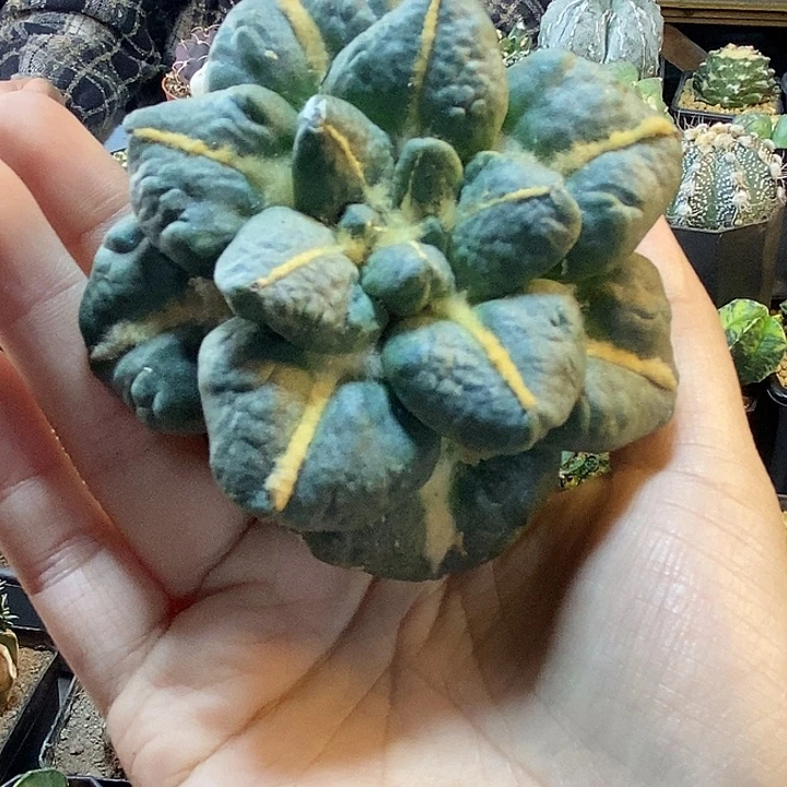 70号苗接牛舌连山无根8.2公分