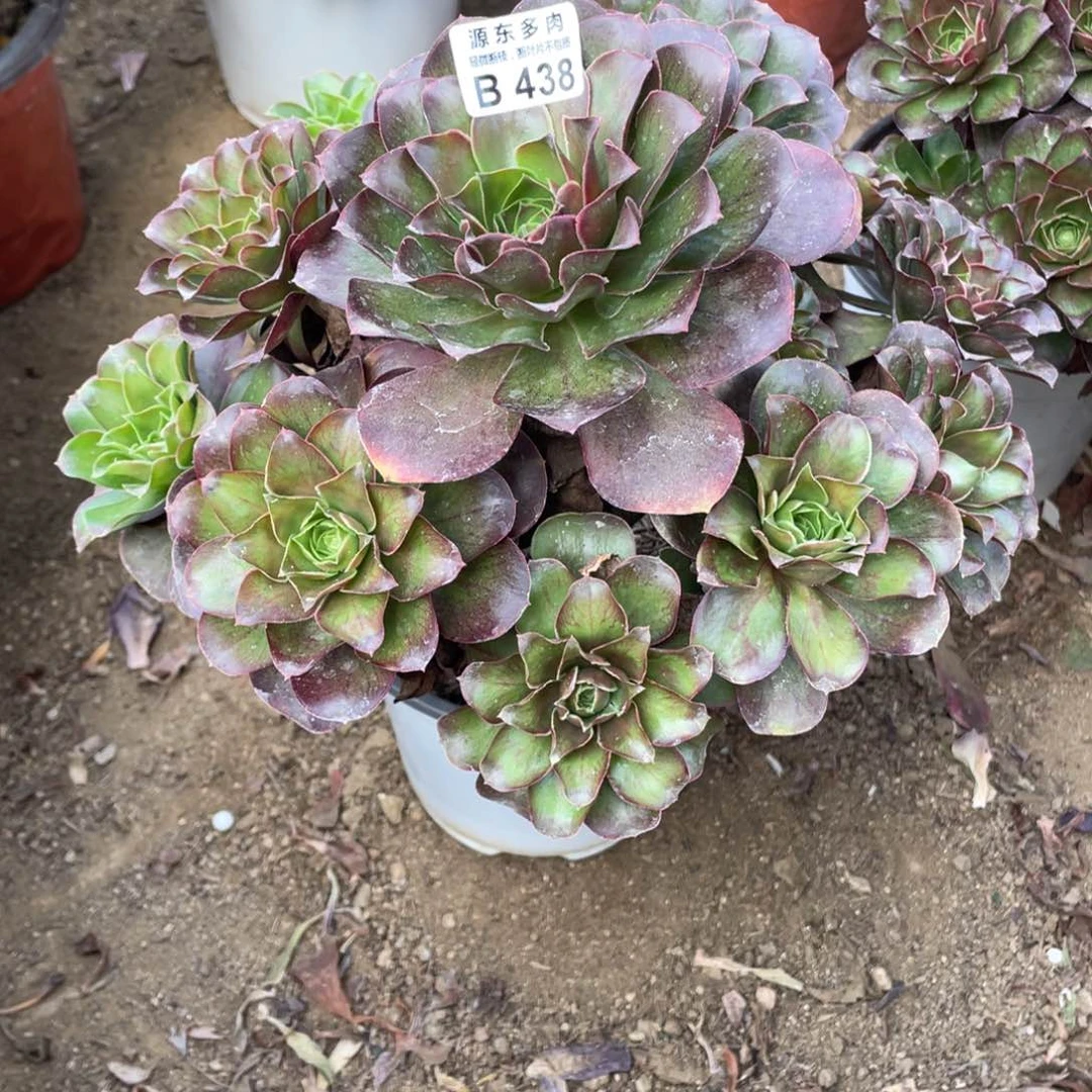 438魅金玫瑰多肉法师断枝不包