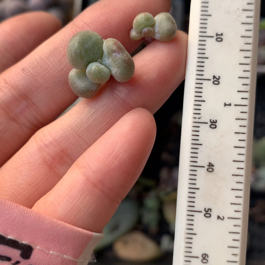 两颗一起油煎奶酪多肉