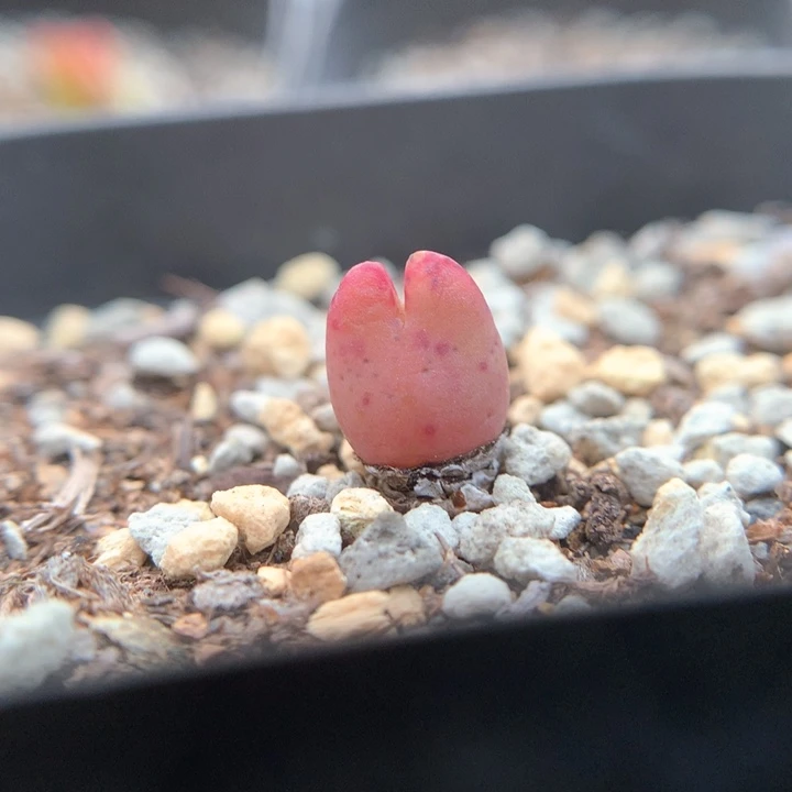 小迷你皮卡丘 肉锥植物