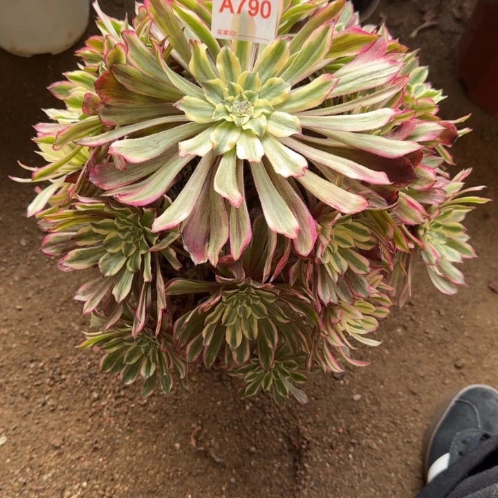 云彩790多肉植物冠服30