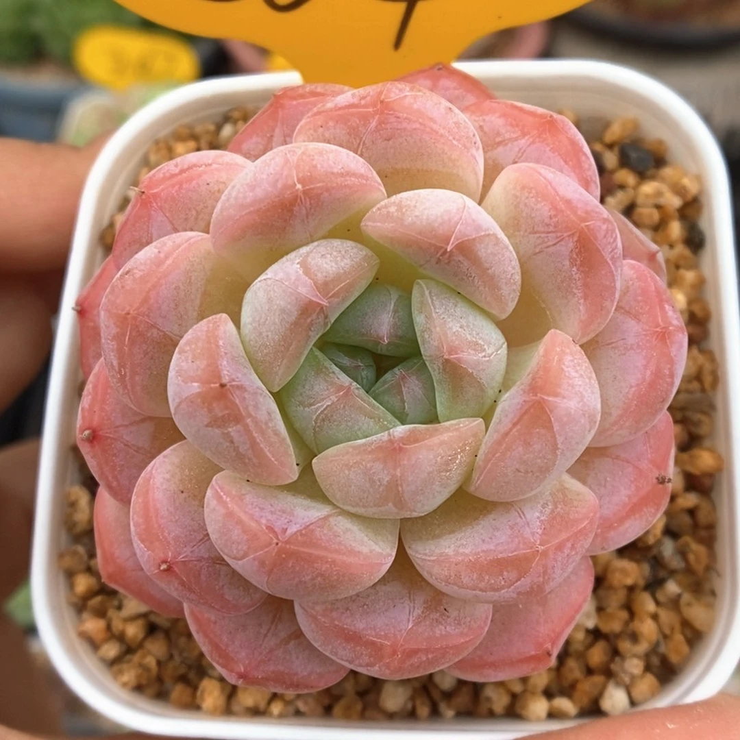 美心优选可拍864号。