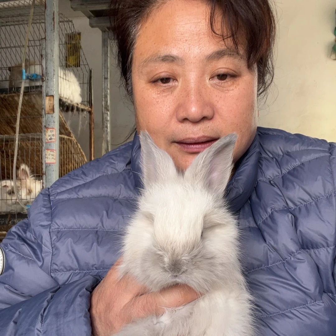 英系安哥拉宠物兔子