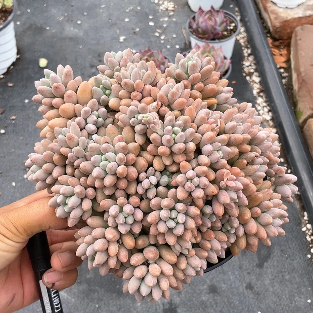 超大颗星黛露多肉带盆发货