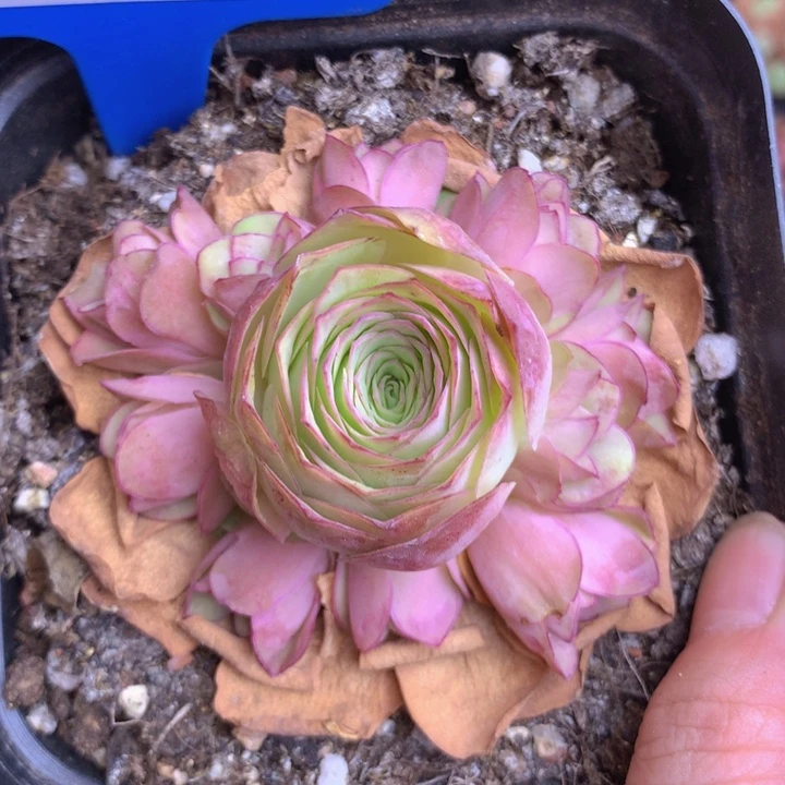 一物一拍星辰油画210
