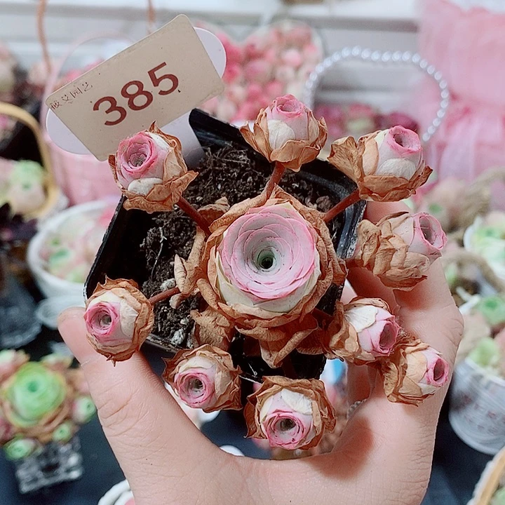 385紫玉飘枝群。     一物一拍