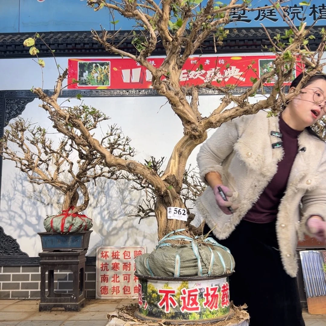 无花朵金银花88888888888888