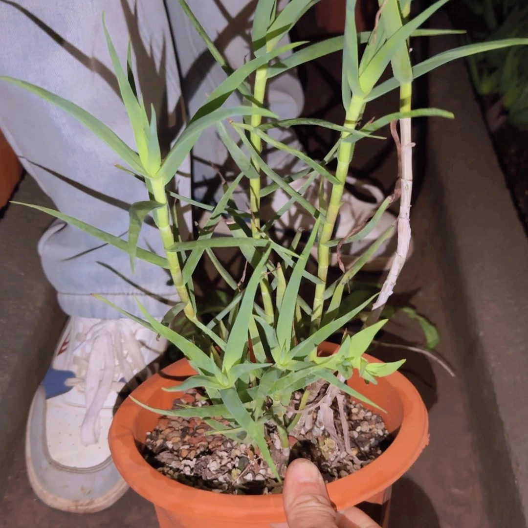 百**.块根植物块根块根植物