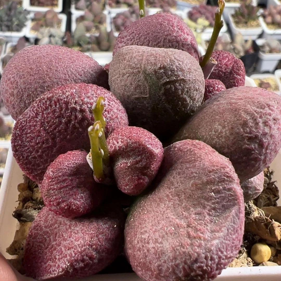 121号红烧肉老桩多肉植物水泡多肉植物