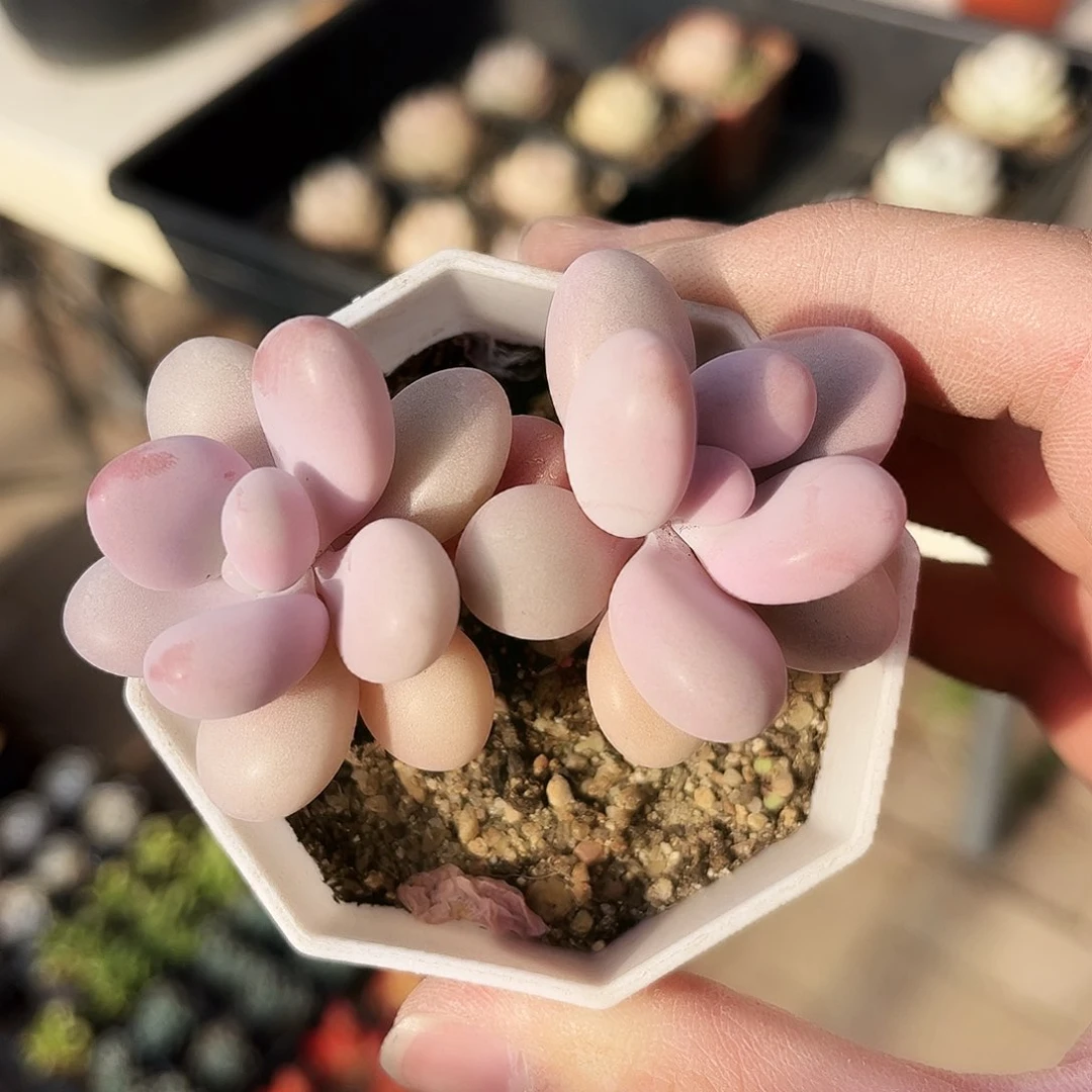 木*532健健康康快快乐乐