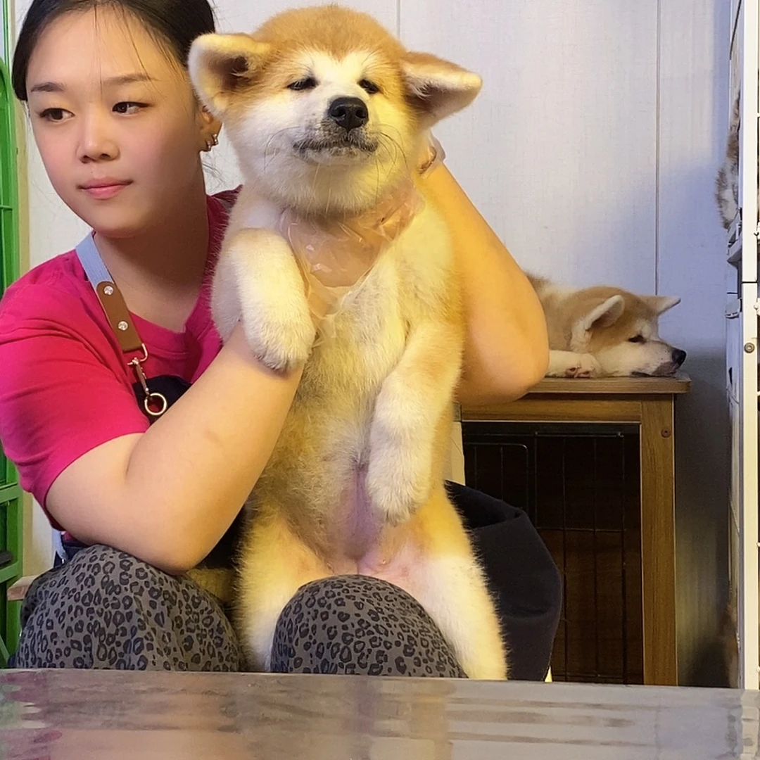 3号秋田犬三个月妹妹，疫苗驱虫全