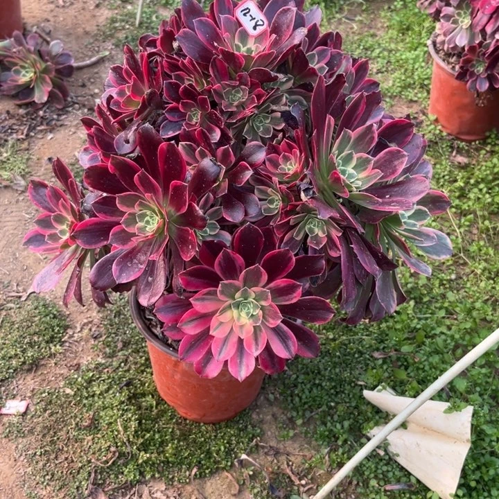 12-18金丝多肉植物