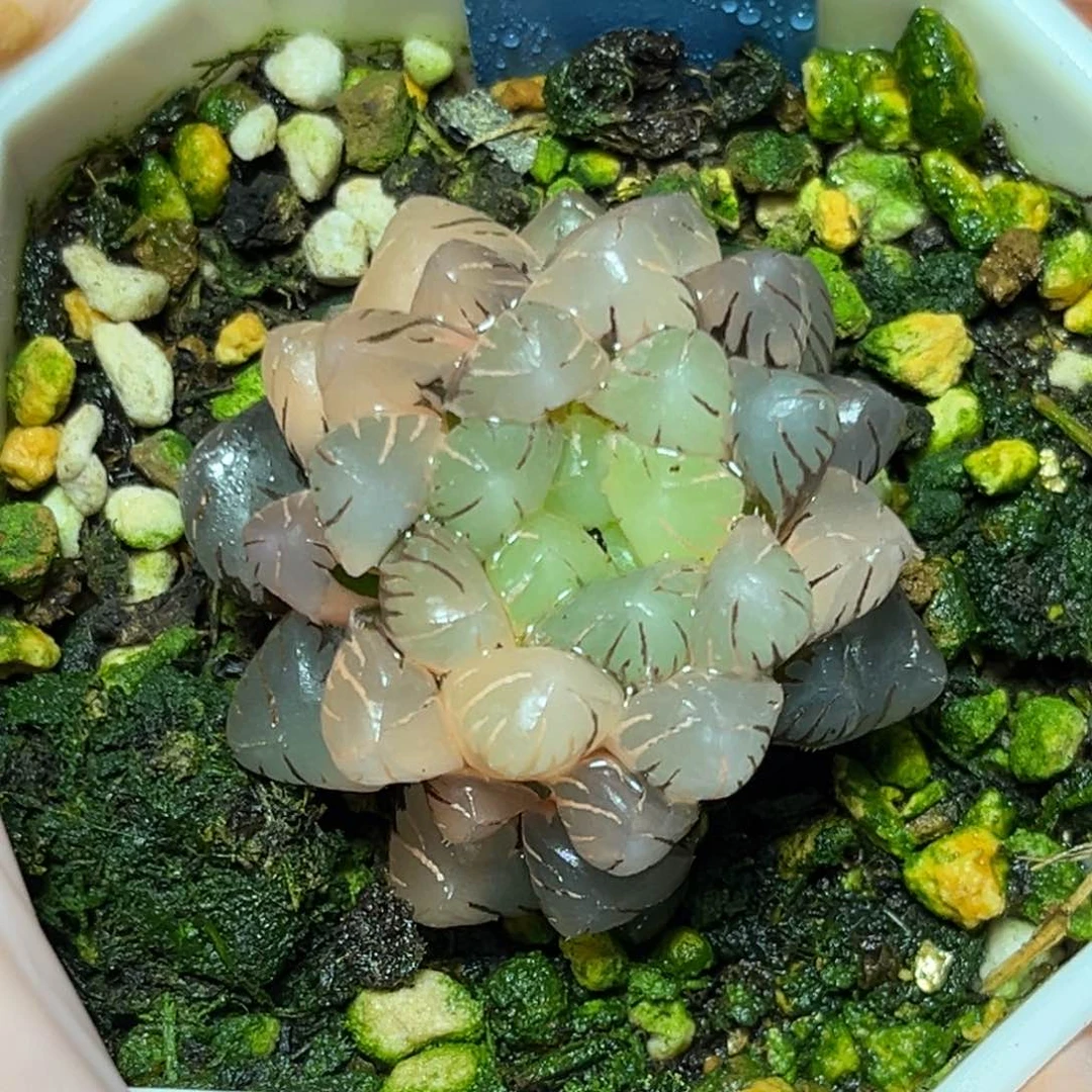 恭喜发财大吉大利560