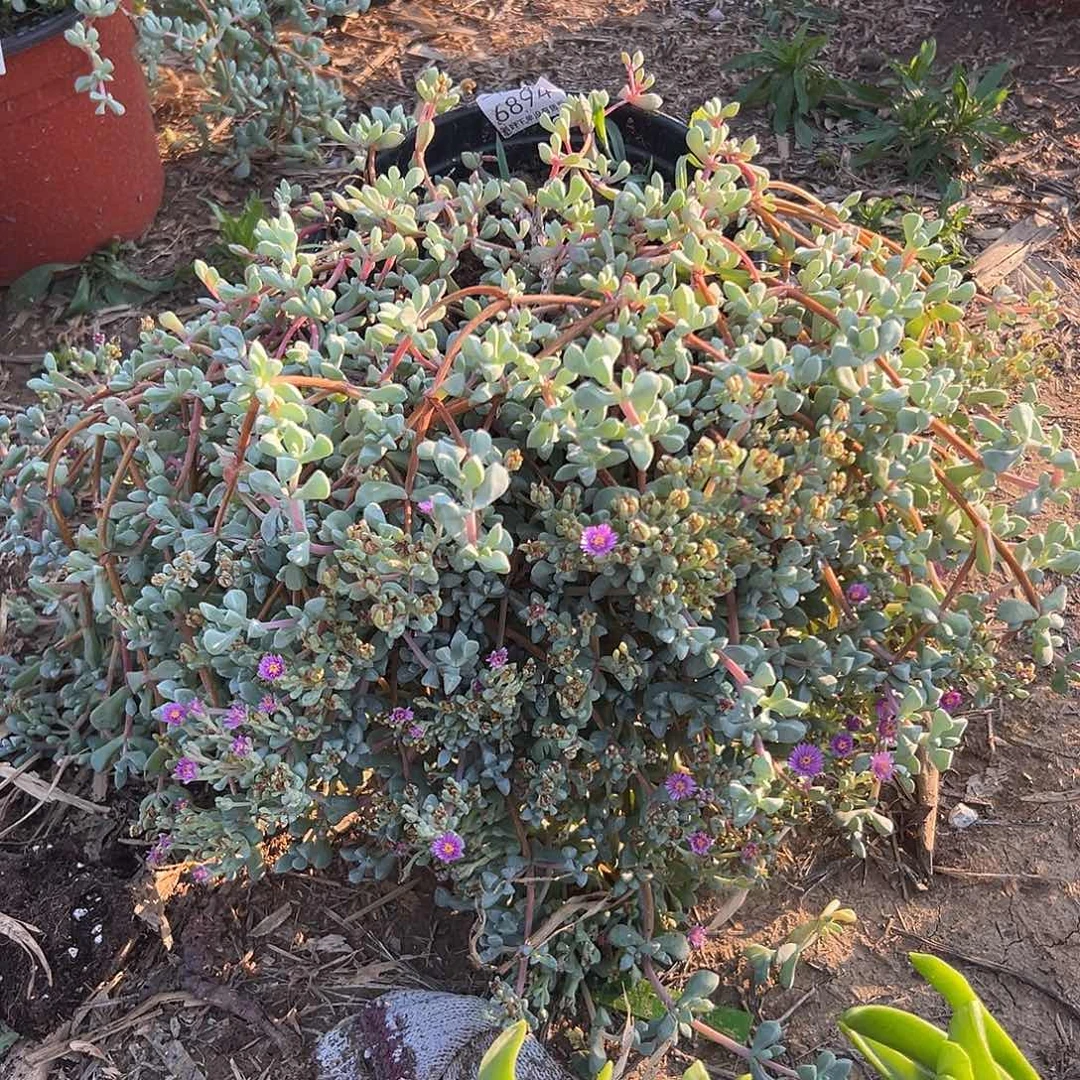 多肉植物白凤菊开花