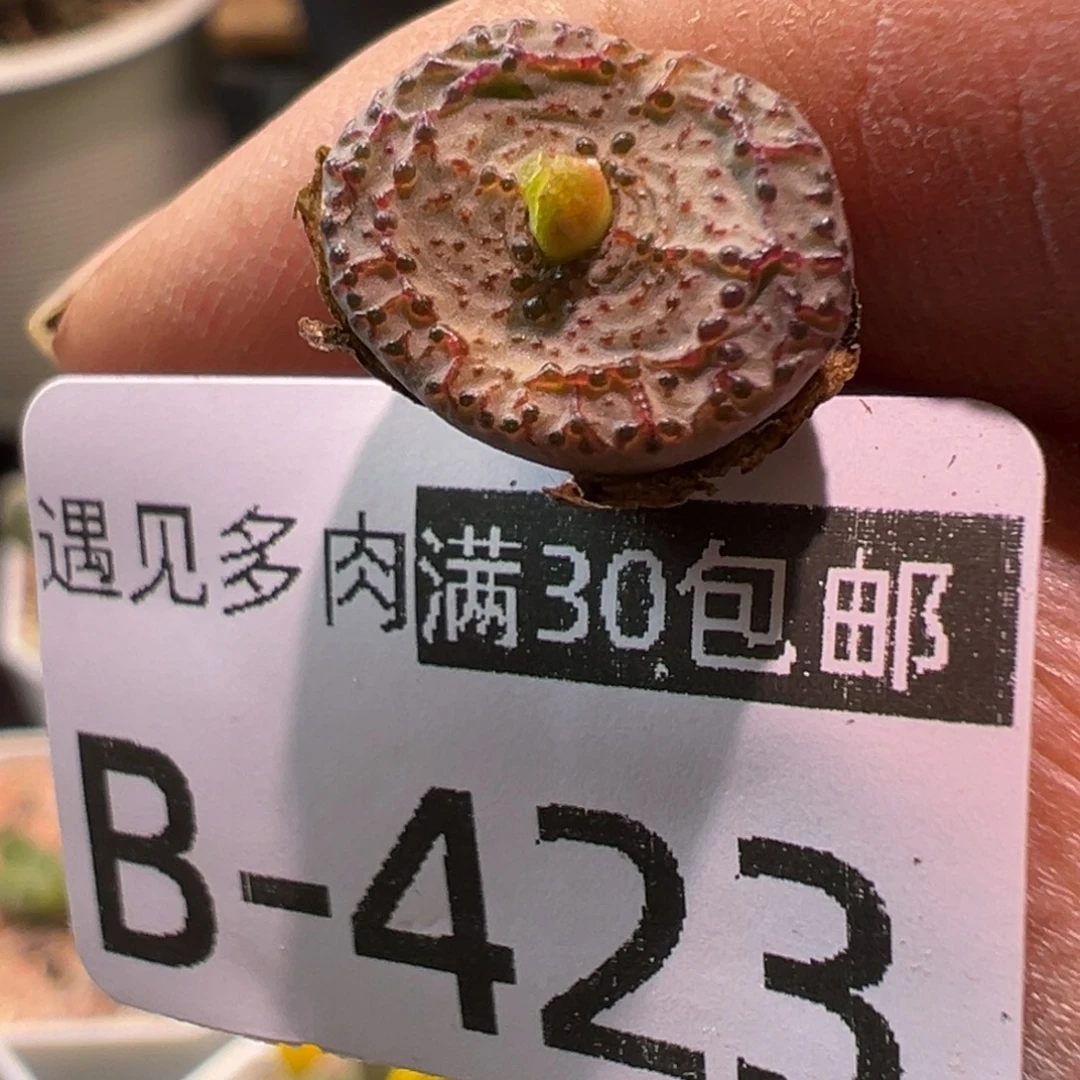 多肉植物111111111111
