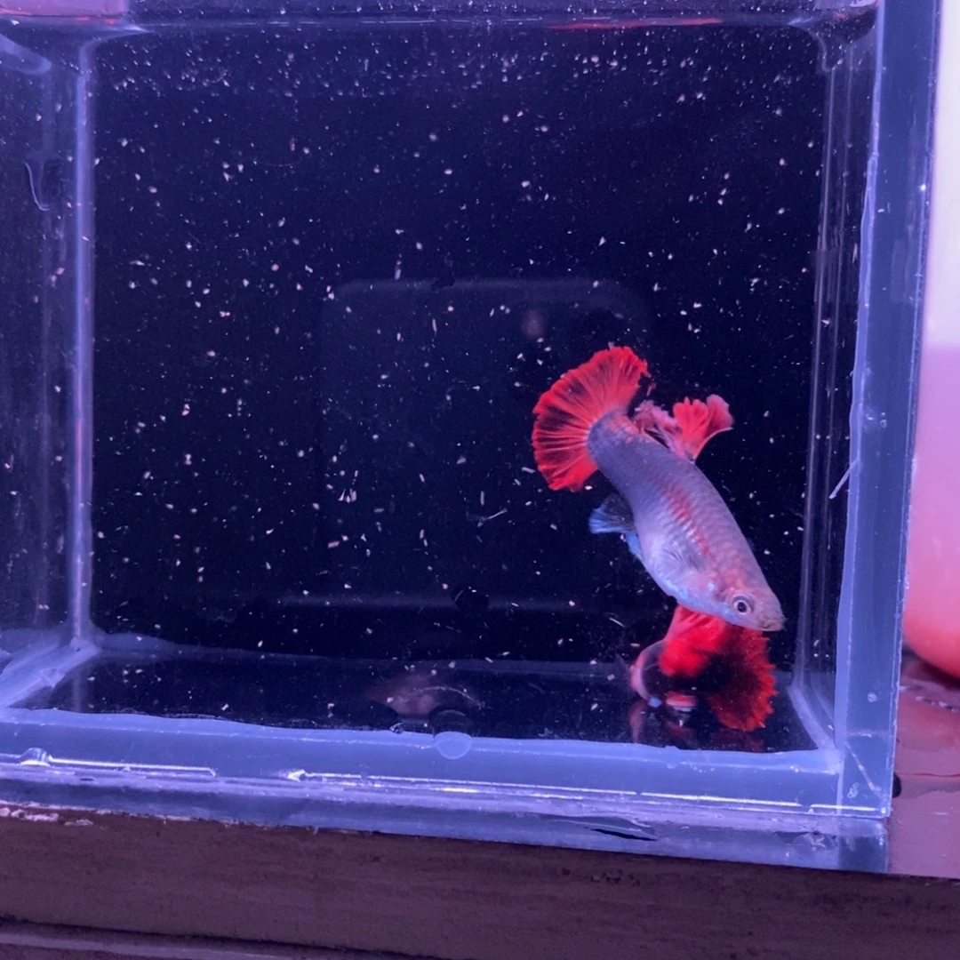 孔雀鱼顶级菊花帆一对