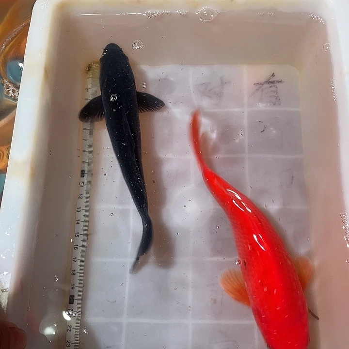 蝴蝶鲤鱼渔场直发69