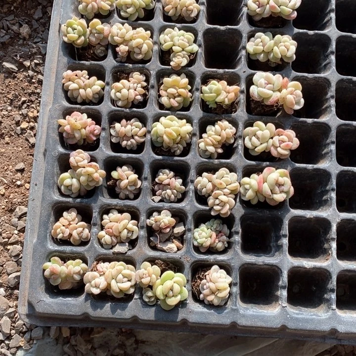 乔木一物一拍专拍的