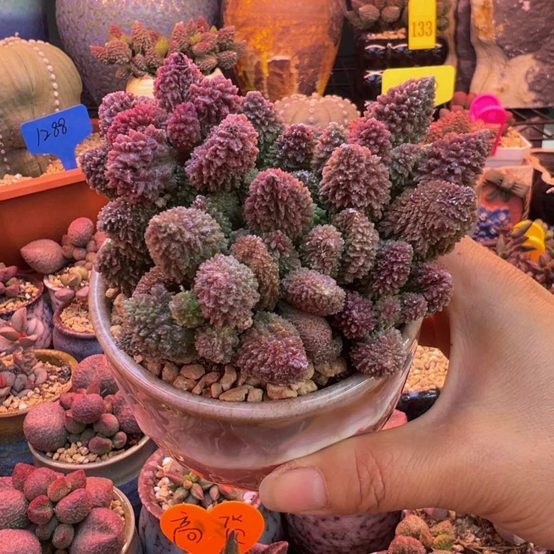 一组自拍，感谢支持