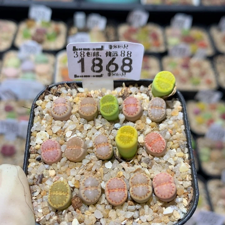 小*乖Sss精品生石花1868