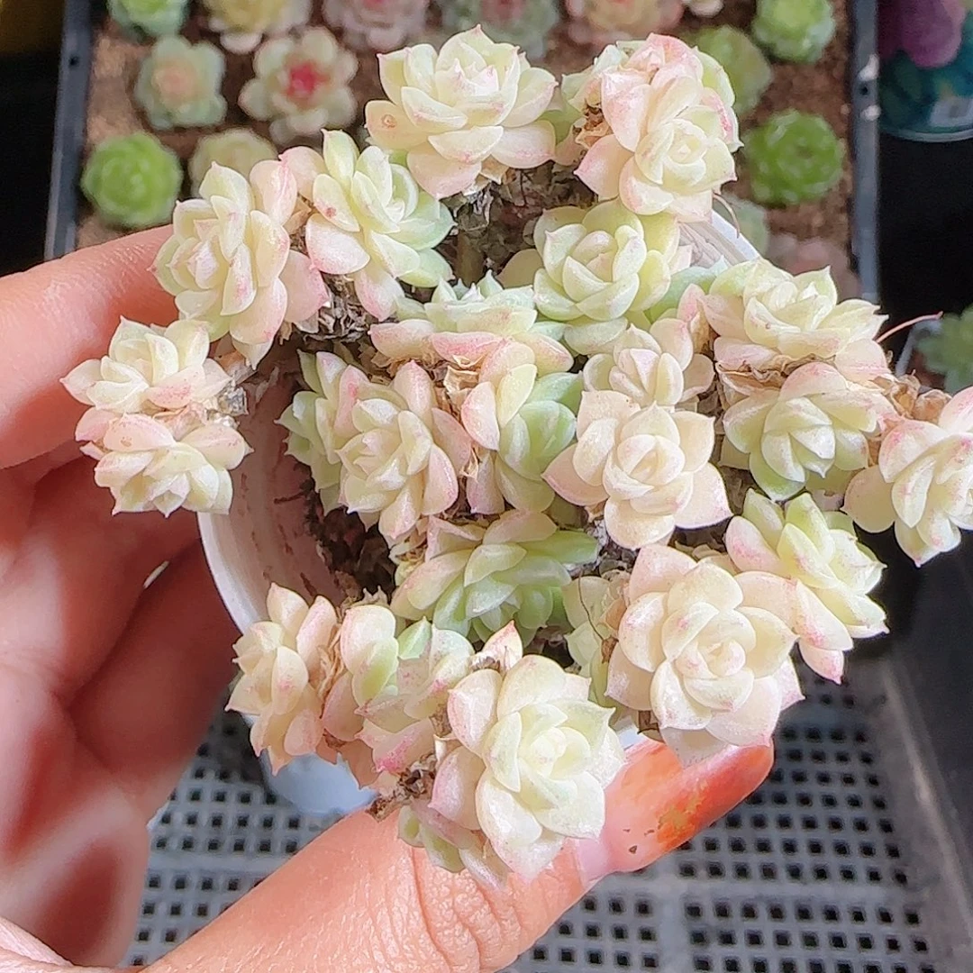 1106--361麦秆优选不包整