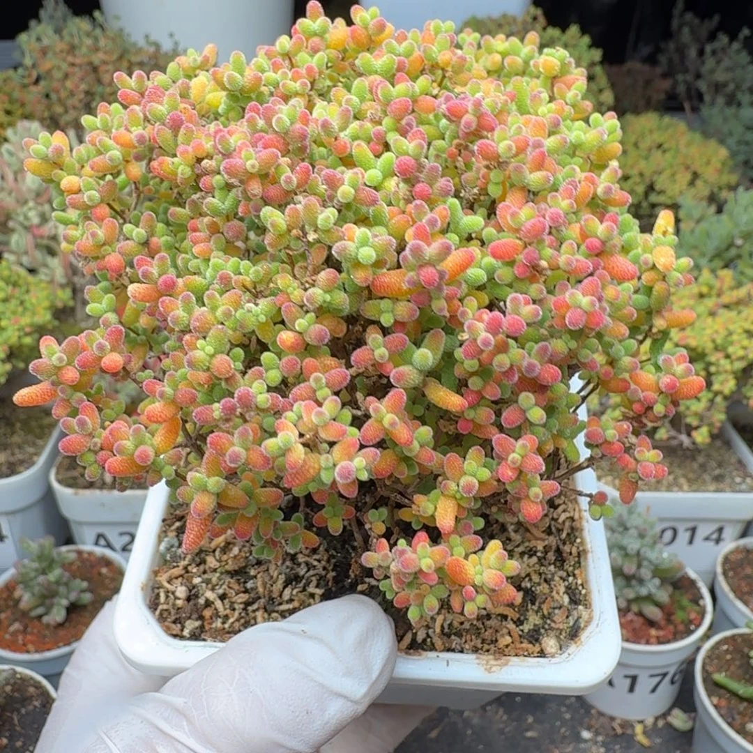 A243蜜橘糖球枝干