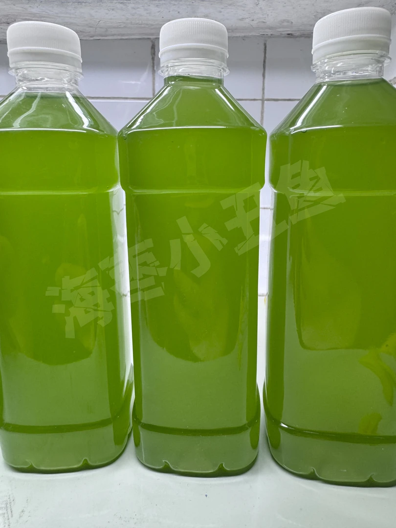 海水小球藻鲜藻活藻、海水小球藻培养基、轮虫扩培。珊瑚粮