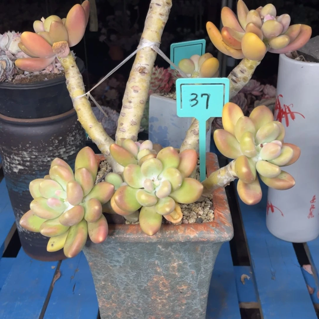 小雨多肉金蟾群生