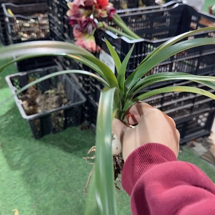 爬爬虾直径2-3厘米