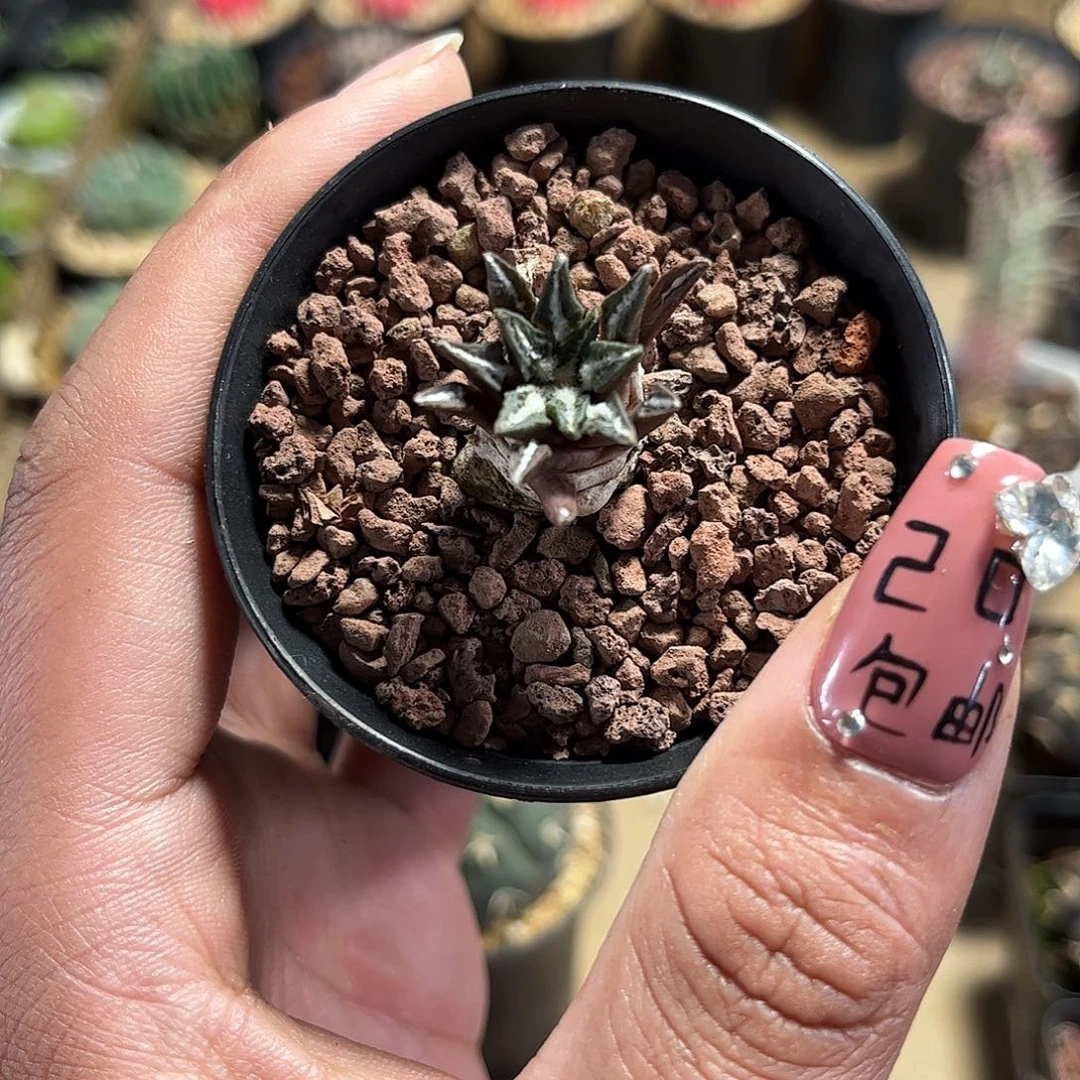 黑牡丹单头发货单头发