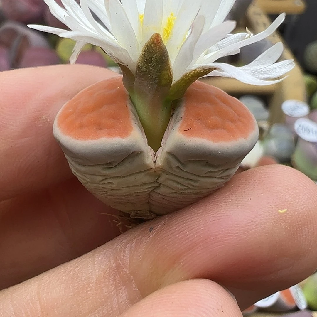 947炸了111111111111111