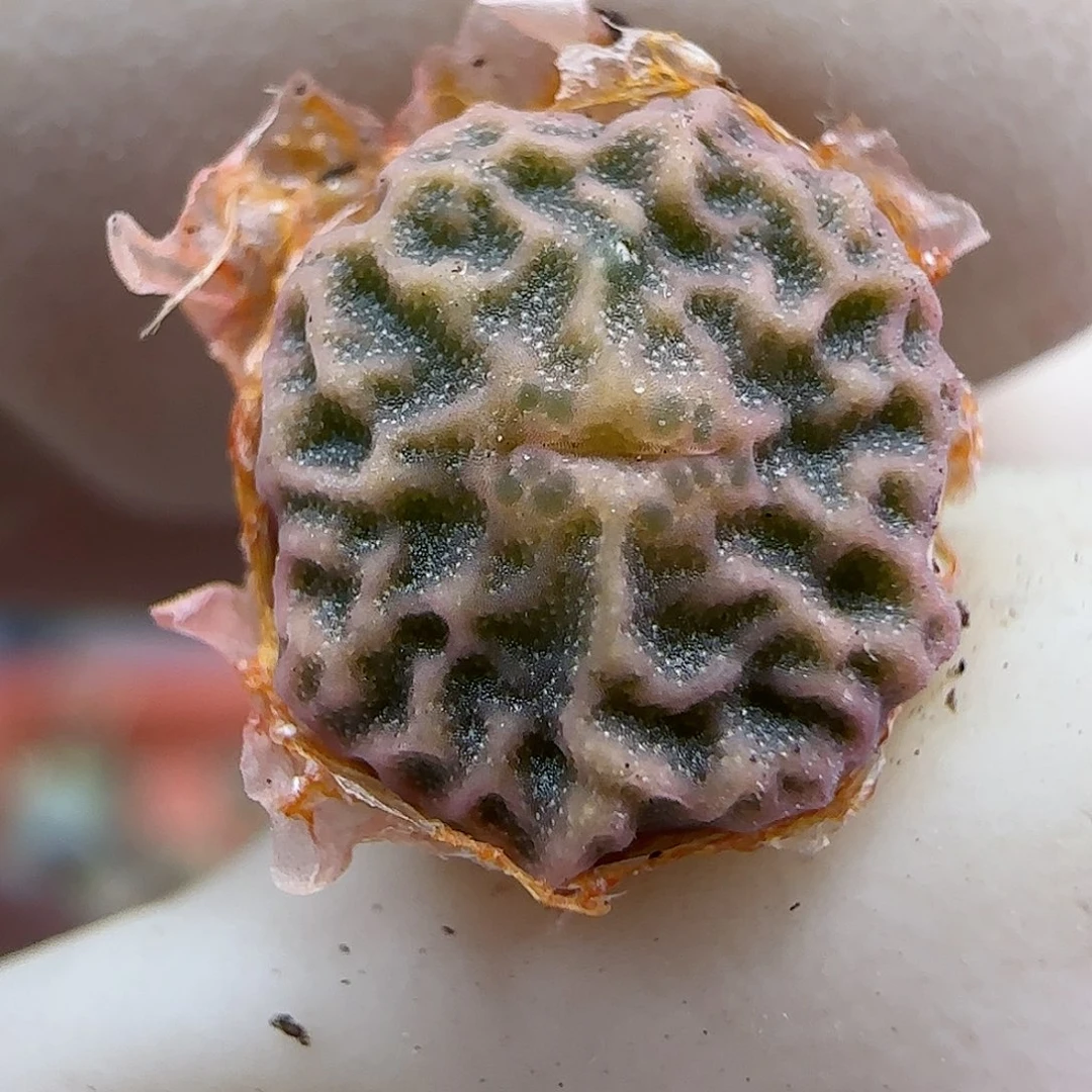 173超级烧麦优选