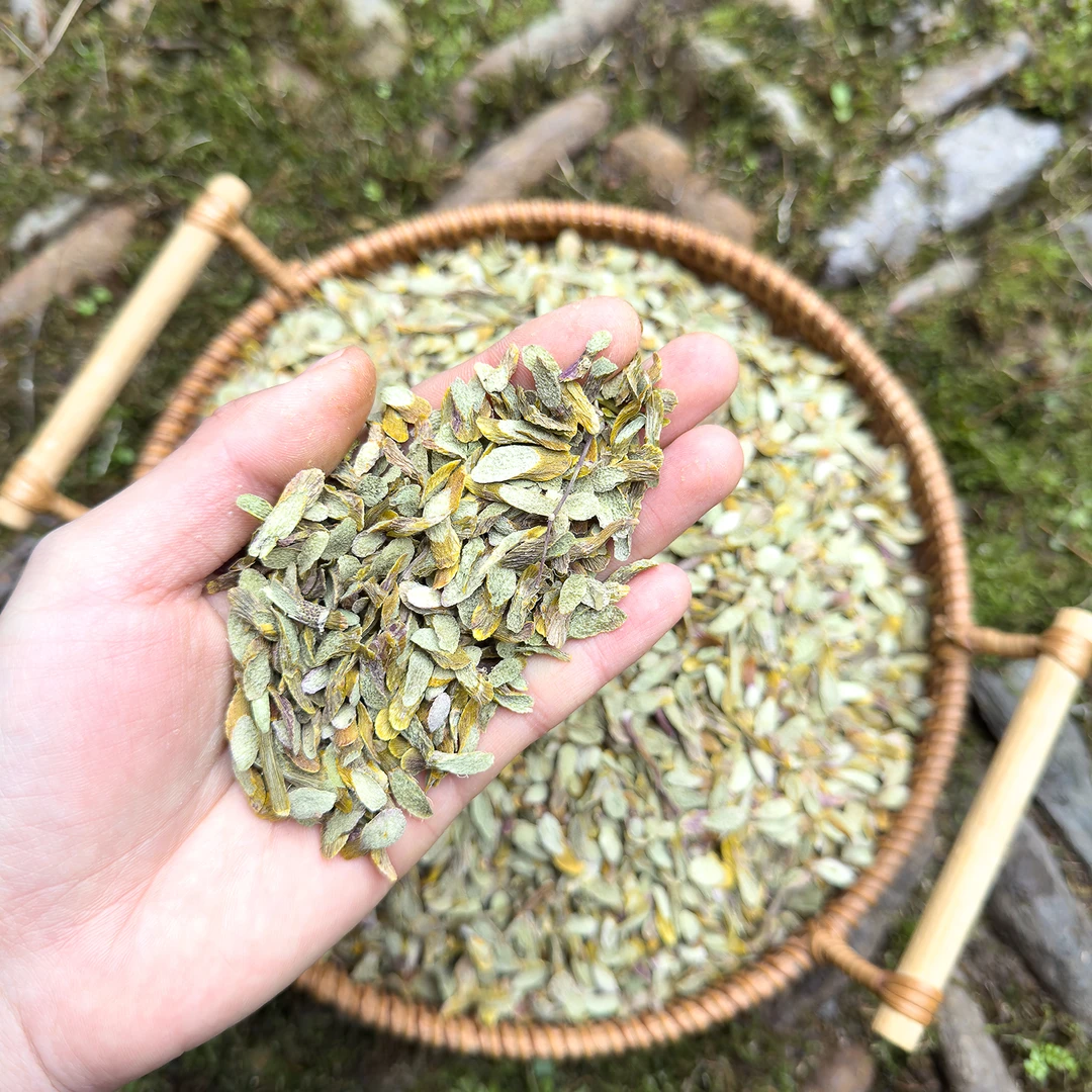 石斛片 高山 农家