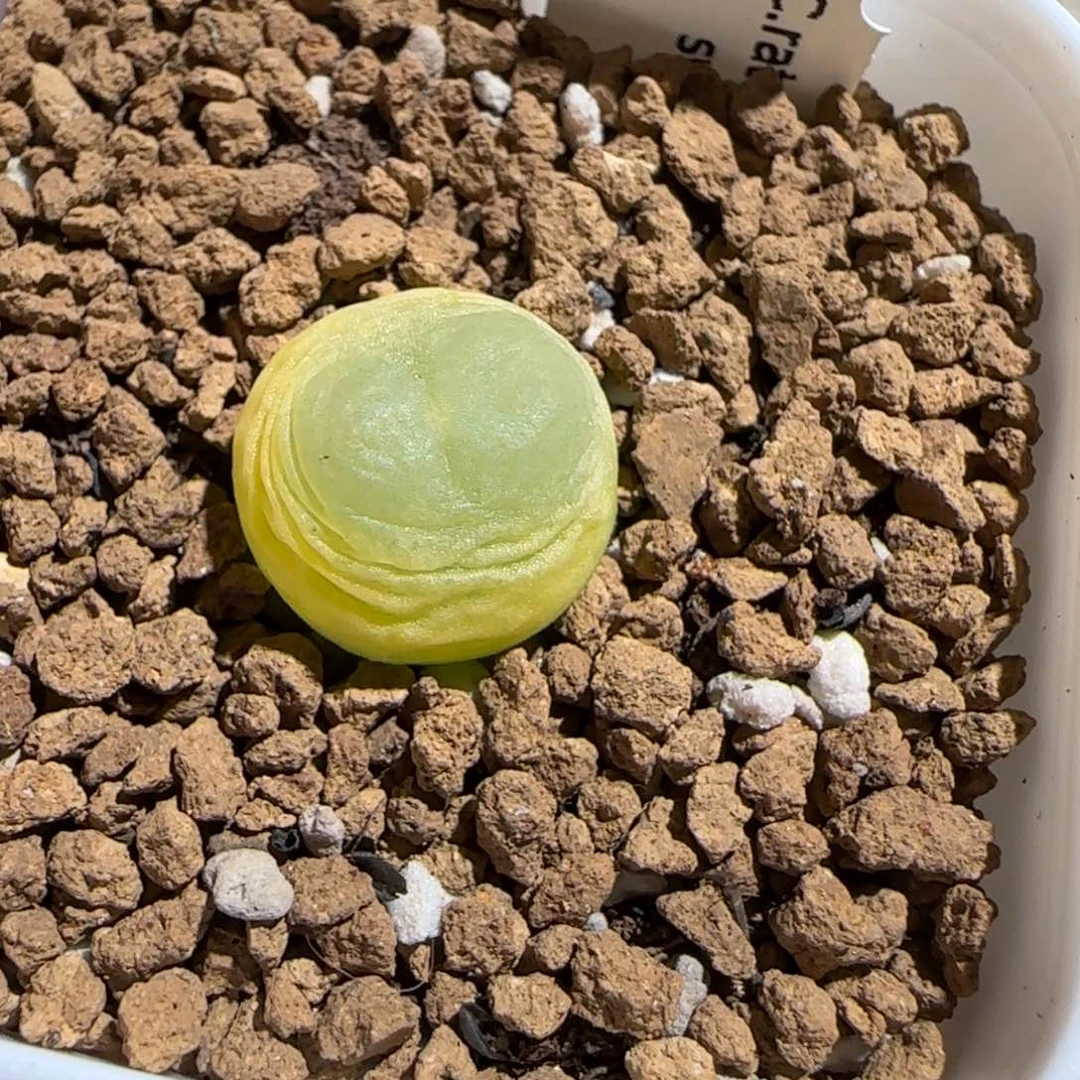 肉锥多肉植物组合-sh1200拉登1398