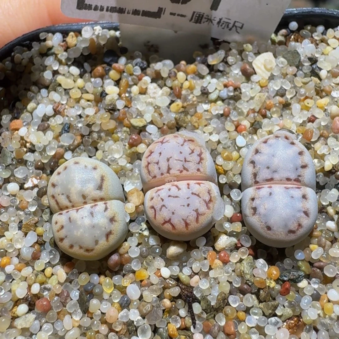 Ssss精品生石花731