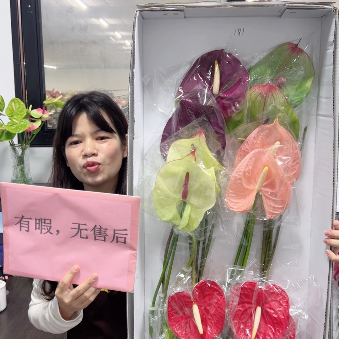 完全开放混色-18枝装无售后款181
