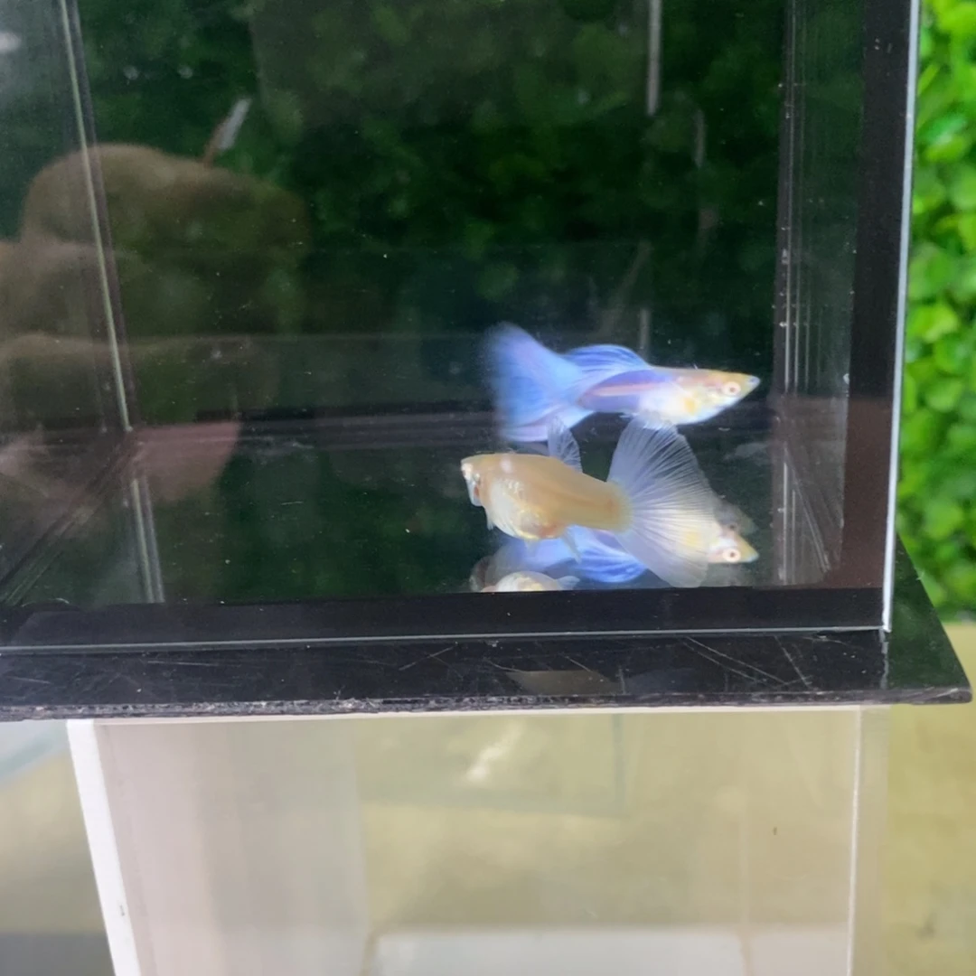 孔雀鱼紫白欧翼一对