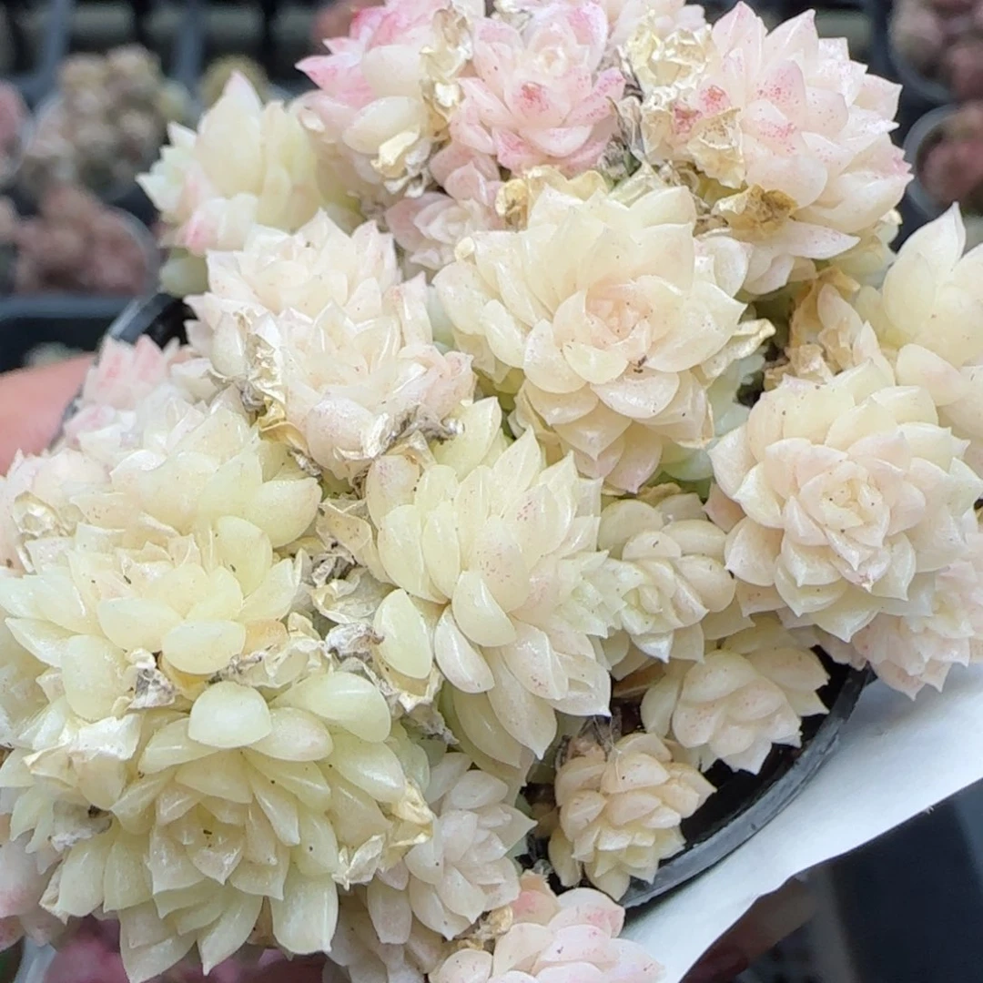 花语逸镜0225-495散