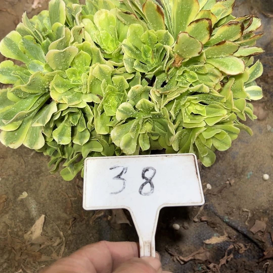 多肉植物绿豆沙法师38