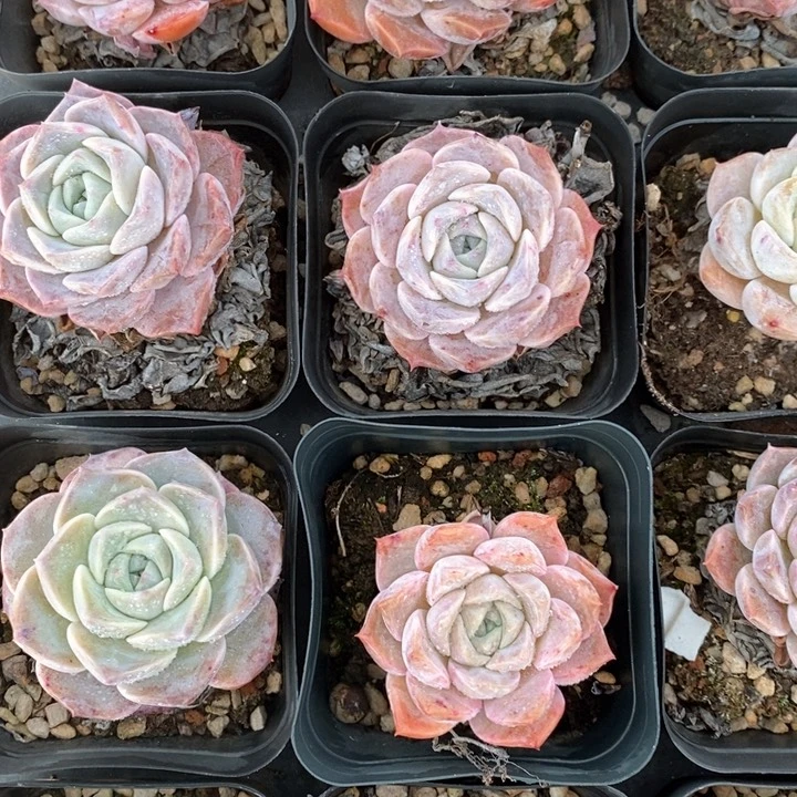 147爱神单头 福利多多