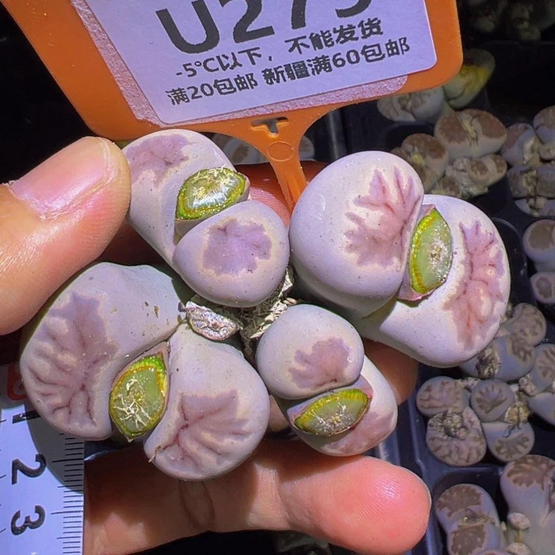 279 一物一拍，默认有伤，介意勿拍，不退不换