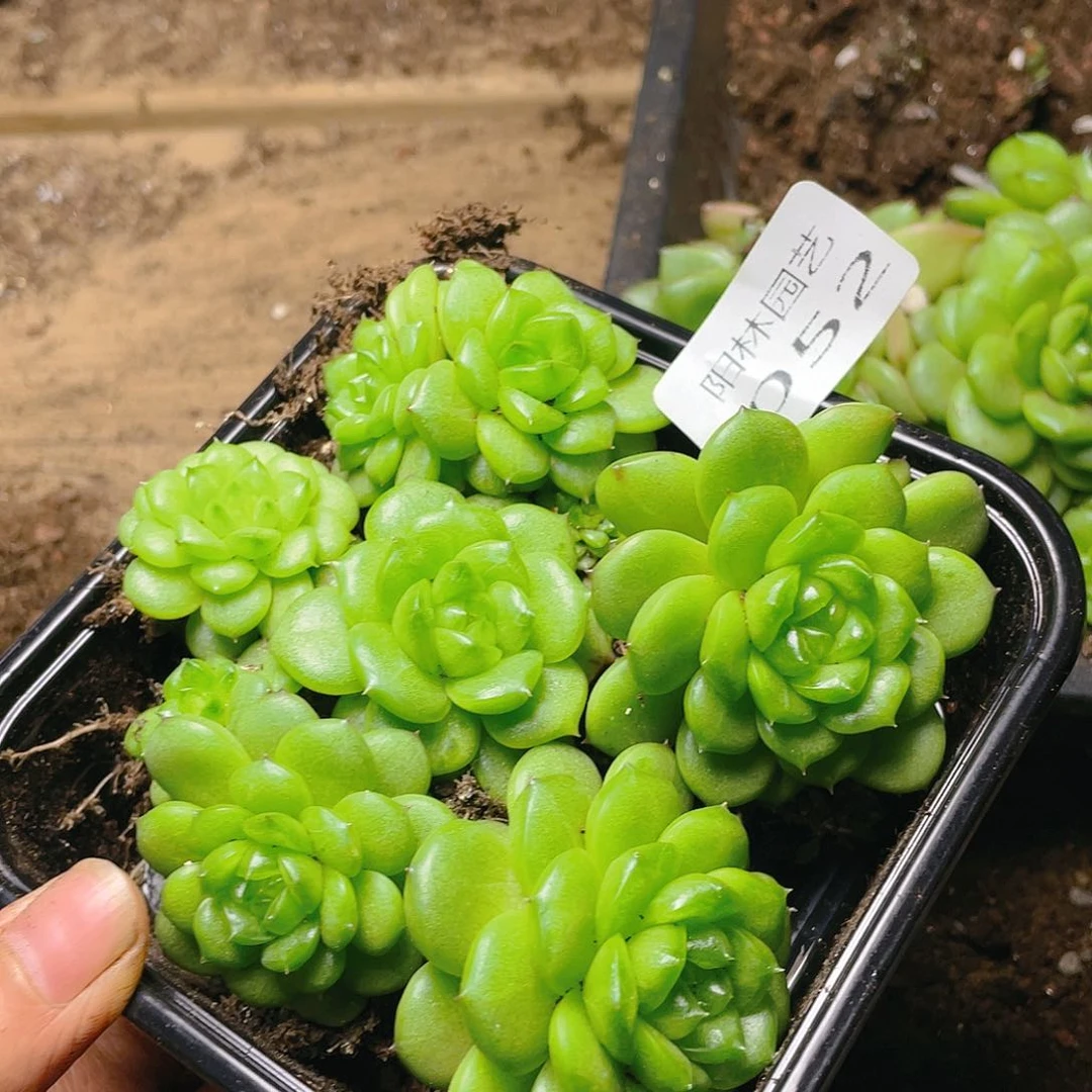 多肉植物多肉植物52